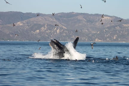 Humpback whales in Santa Barbara Channel Whale Heritage Area.
