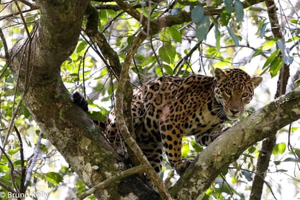 A jaguar in Uakari Monkey Heritage Area