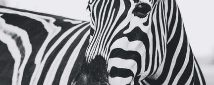 A zebra