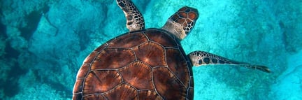 A turtle swimming through the water