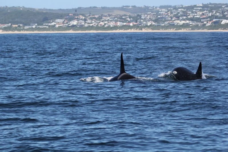 Ocean Safaris