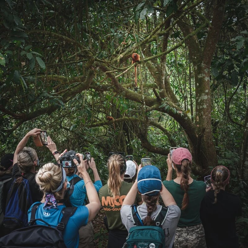 Following the tamarins trail