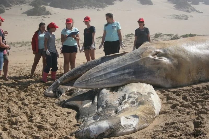 Collaboration for the sake of cetaceans - Plettenberg Bay
