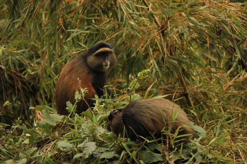 Golden monkey trekking