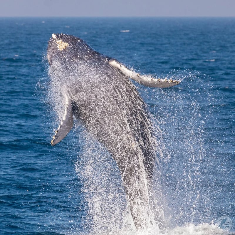 Boat-based whale watching tours