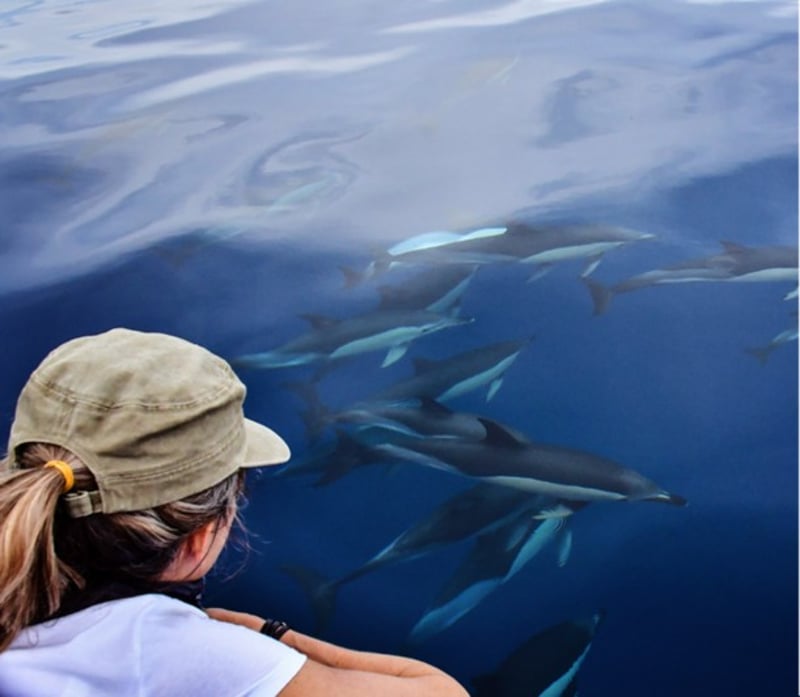 Human-cetacean conflict solutions - Madeira