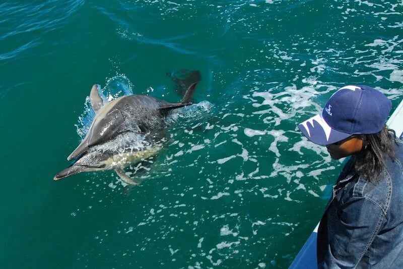 Human-cetacean conflict solutions - Algoa Bay