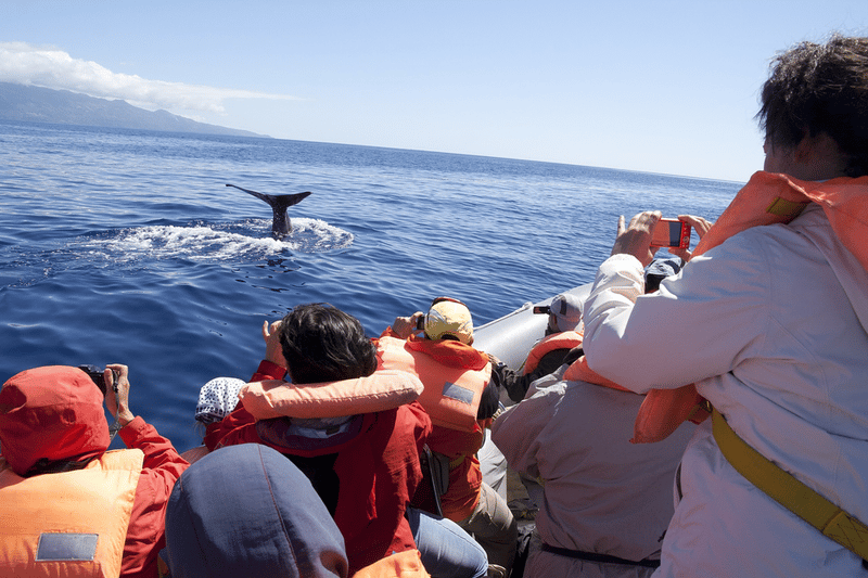 Human-cetacean conflict solutions