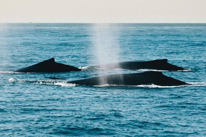 Group of humpback whales