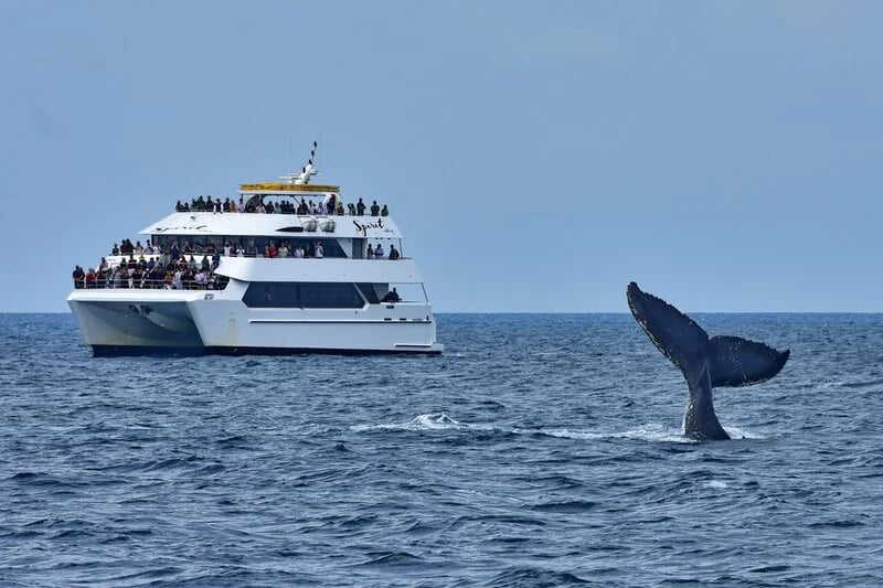 Human-cetacean conflict solutions - Hervey Bay