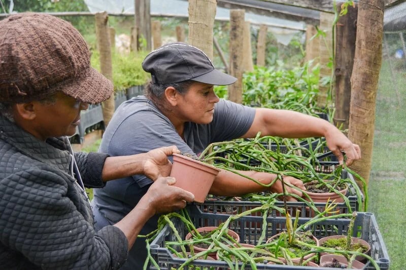 Seedling nurseries as tools for social engagement in conservation