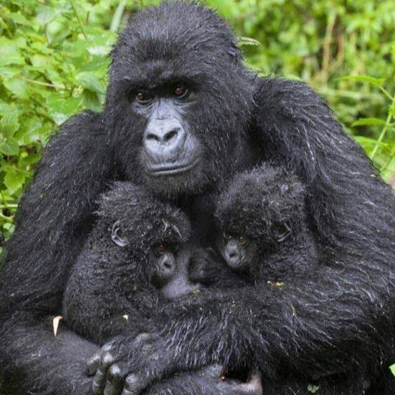 Gorilla trekking