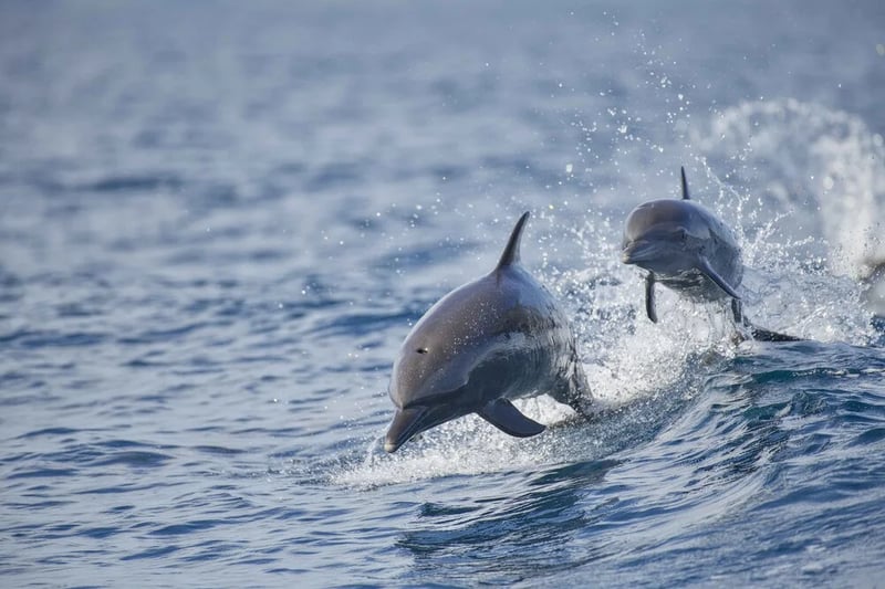Whale and dolphin watching tours