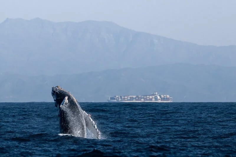 Collaboration for the sake of cetaceans - Santa Barbara