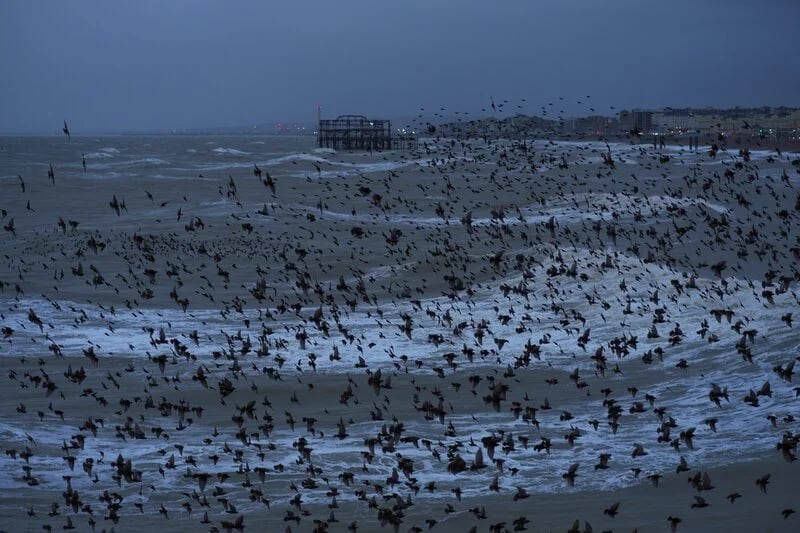 Starlings