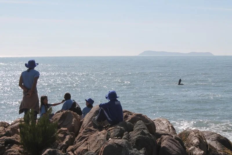 Land-based Whale Watching Tourism