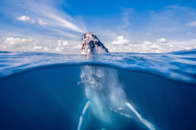 Conservation at Hervey Bay