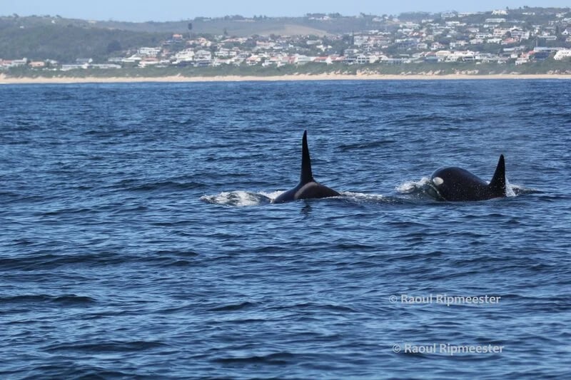 Human-cetacean conflict solutions - Plettenberg Bay
