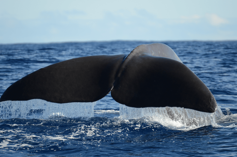 Conservation success at Azores