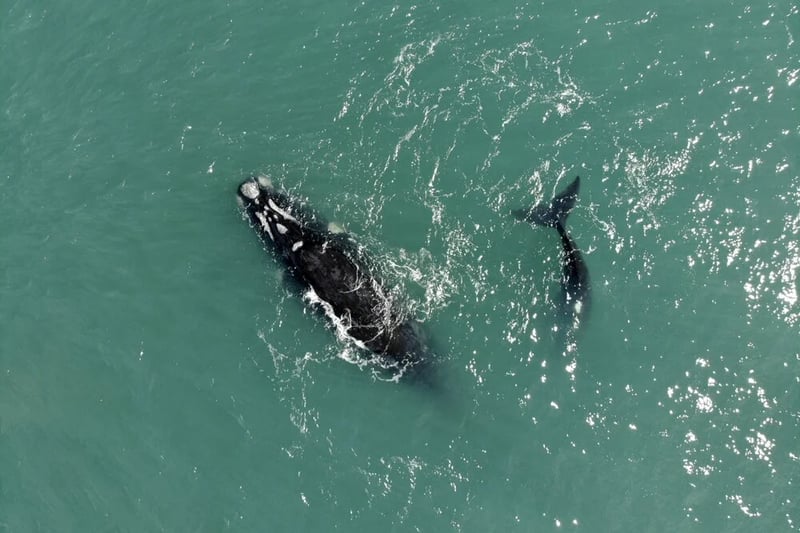 Right Whale Museum in Imbituba