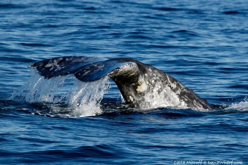 Conservation at Dana Point