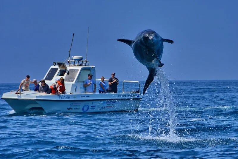 Conservation success at Algoa Bay