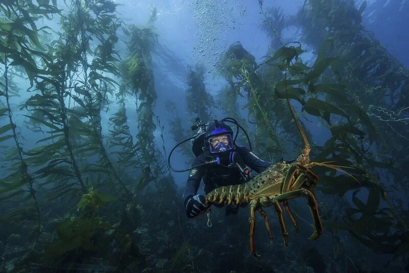 Conservation success at Santa Barbara