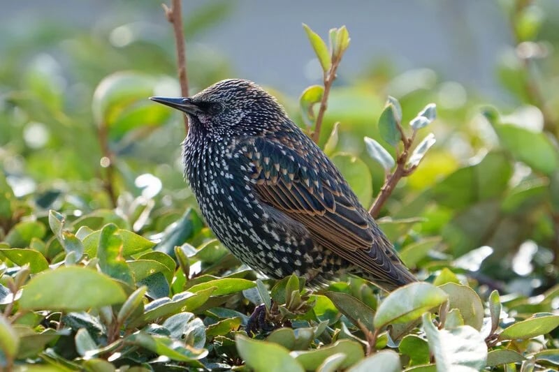 Starling