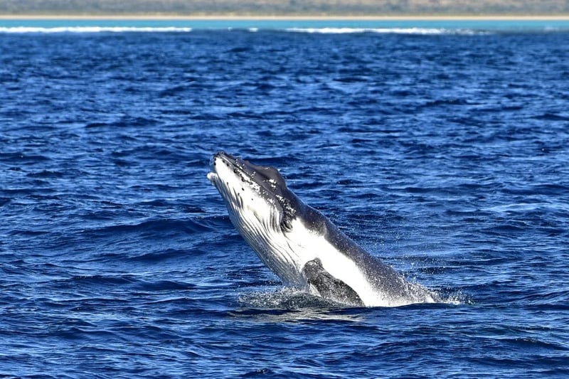 Whale watching excursions in Hervey Bay