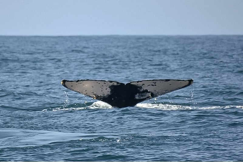 Redemar humpback whale fluke
