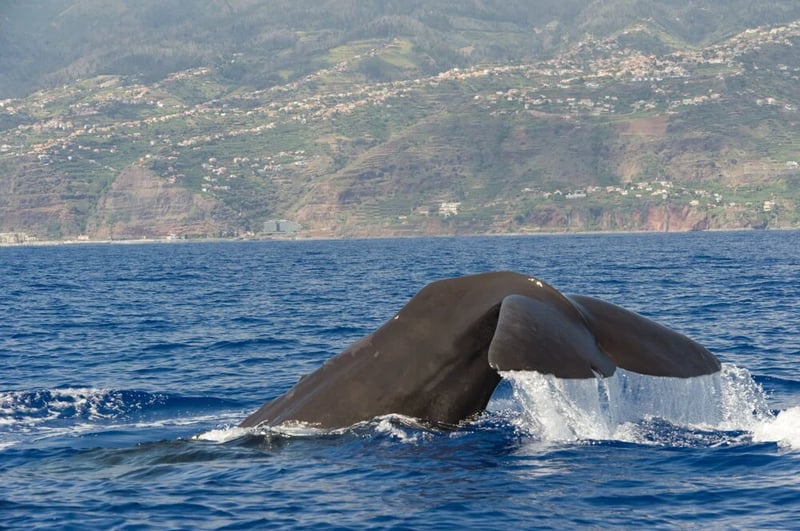 Responsible whale watching in Madeira