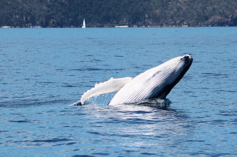 Human-cetacean conflict solutions - Whitsundays