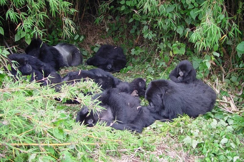 Volcanoes National Park, home to the Iconic Mountain Gorillas