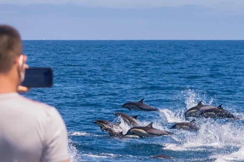 Human-cetacean conflict solutions - Dana Point