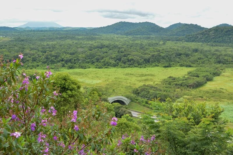 A landmark for conservation: Latin America's pioneering wildlife overpass