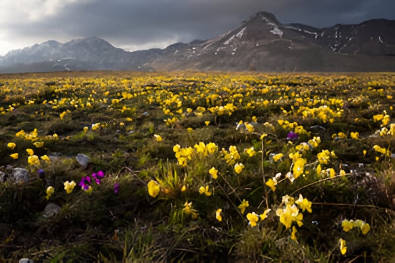 Rewilding for Partners