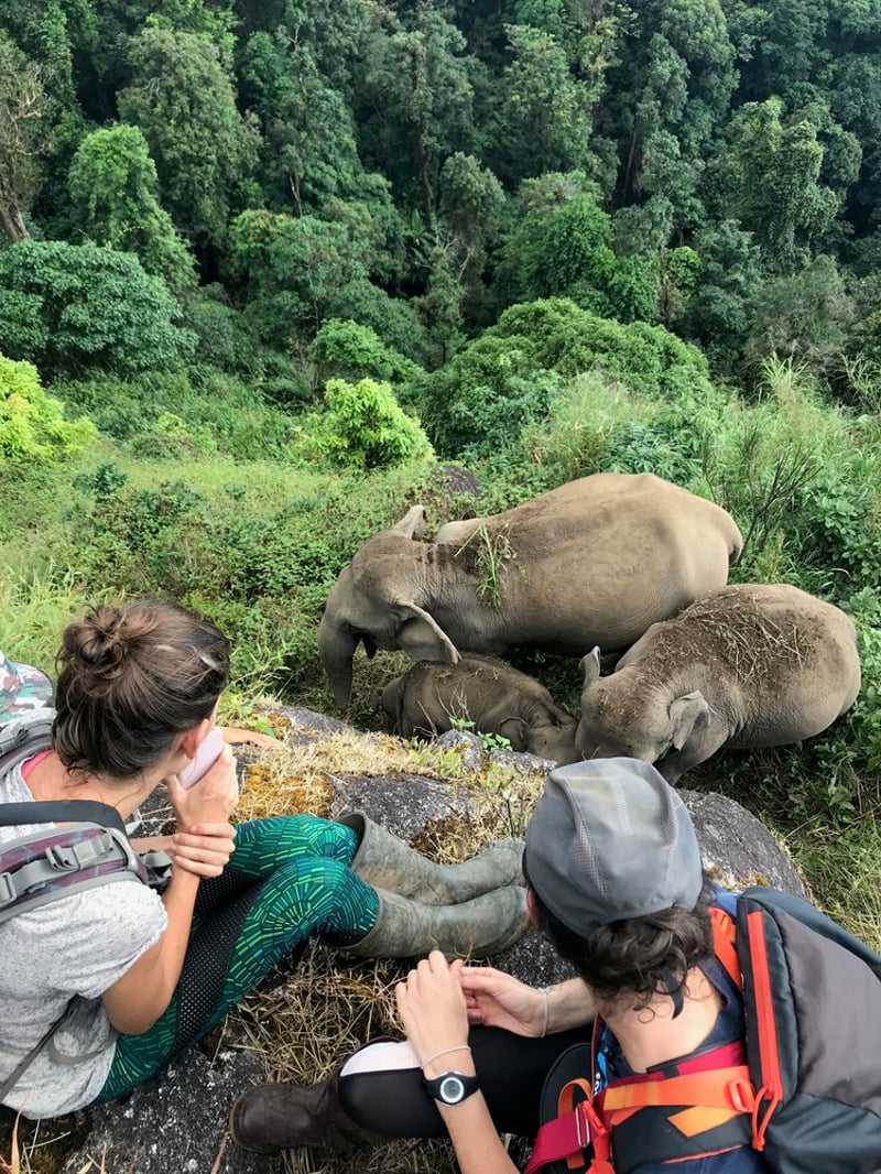 Mountain tour with elephants
