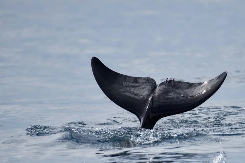 Golfo Dulce Whale Heritage Area