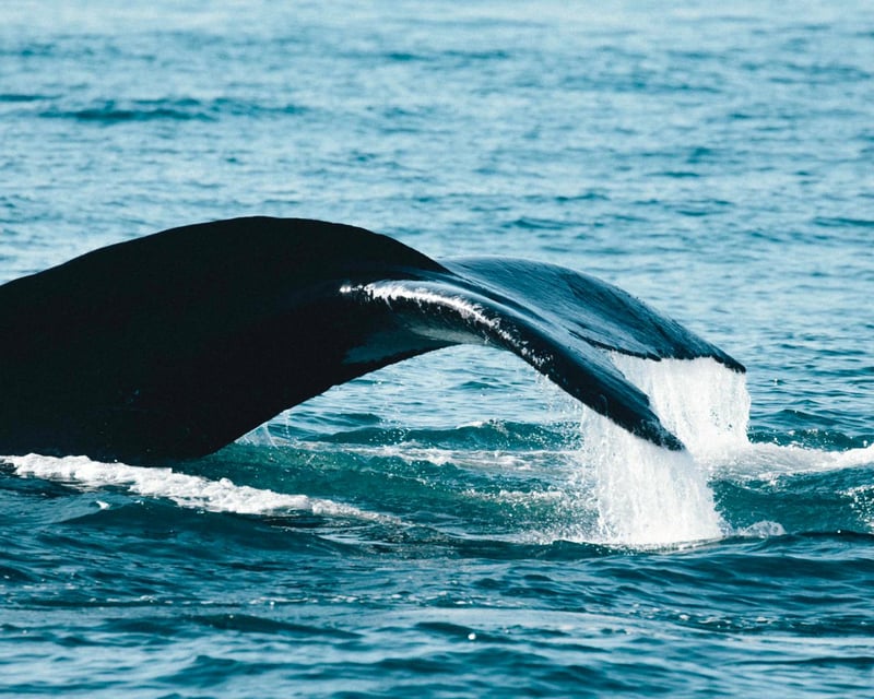 Humpback whale fluke (Redemar)