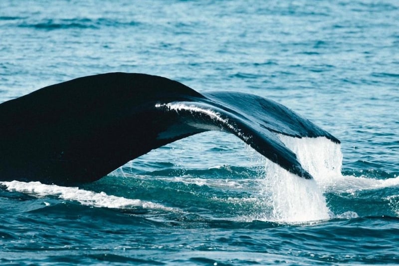 Redemar humpback whale fluke