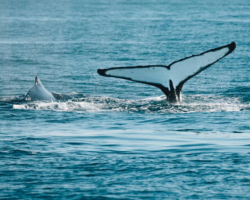 Humpback whales (Redemar)