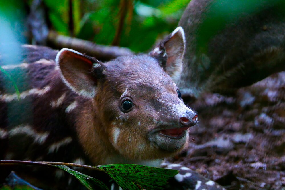 The Return of the Tapir