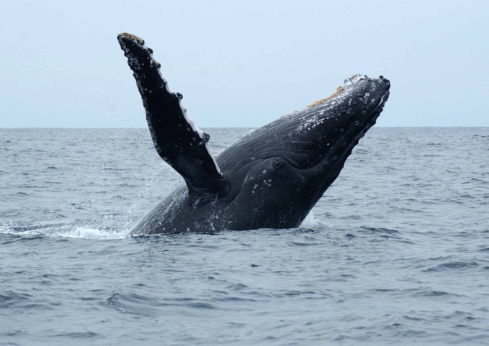 The Bluff Whale Heritage Area