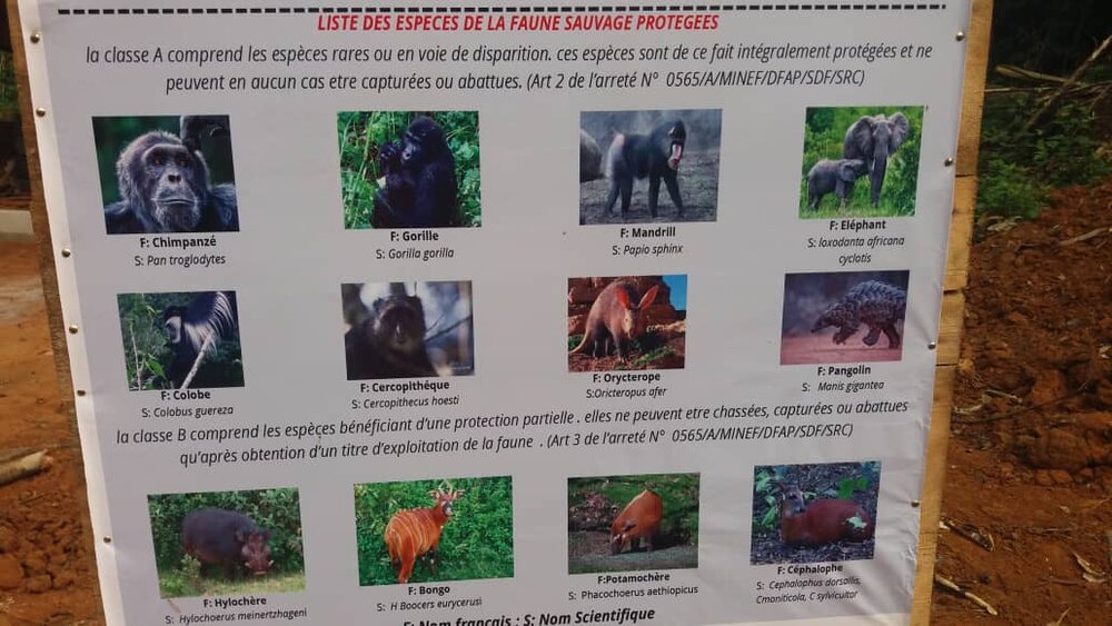 Mintom Gorilla Heritage Area