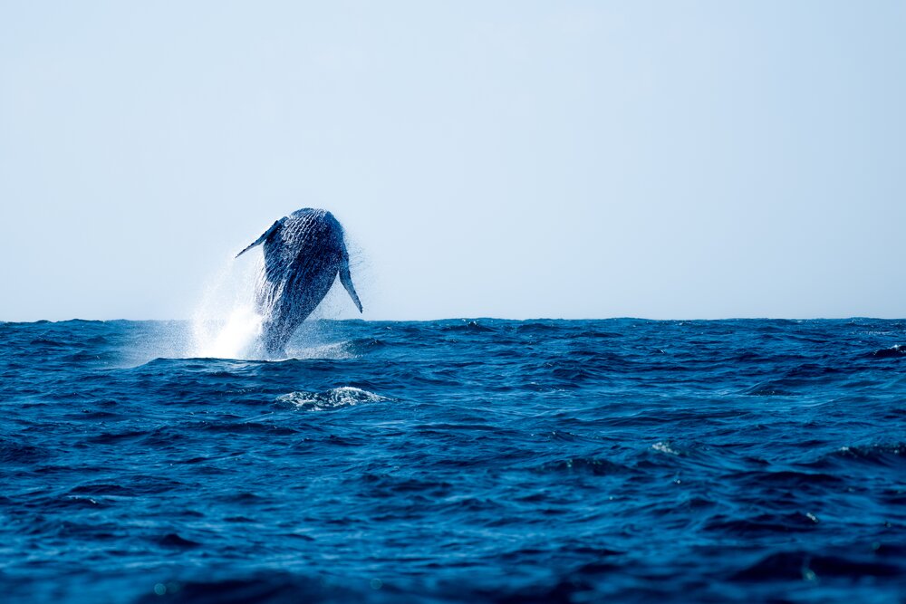 The Bluff Whale Heritage Area