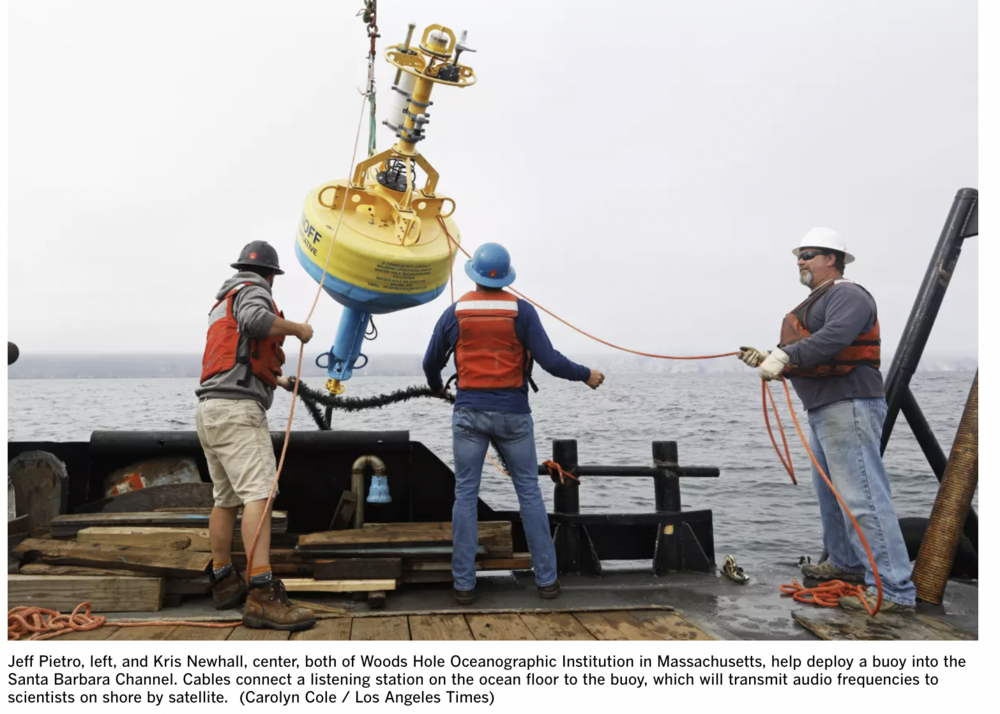 Human-cetacean conflict solutions