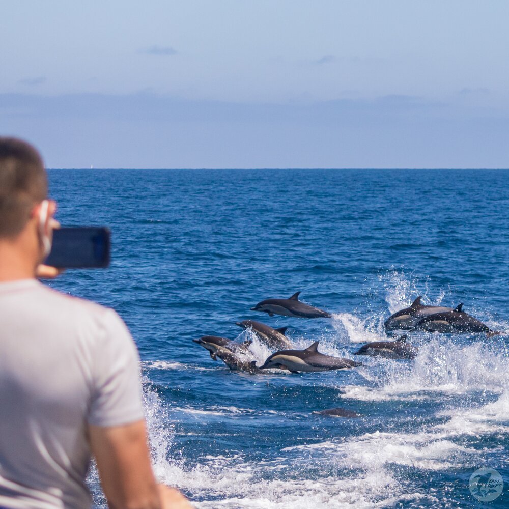 Human-cetacean conflict solutions