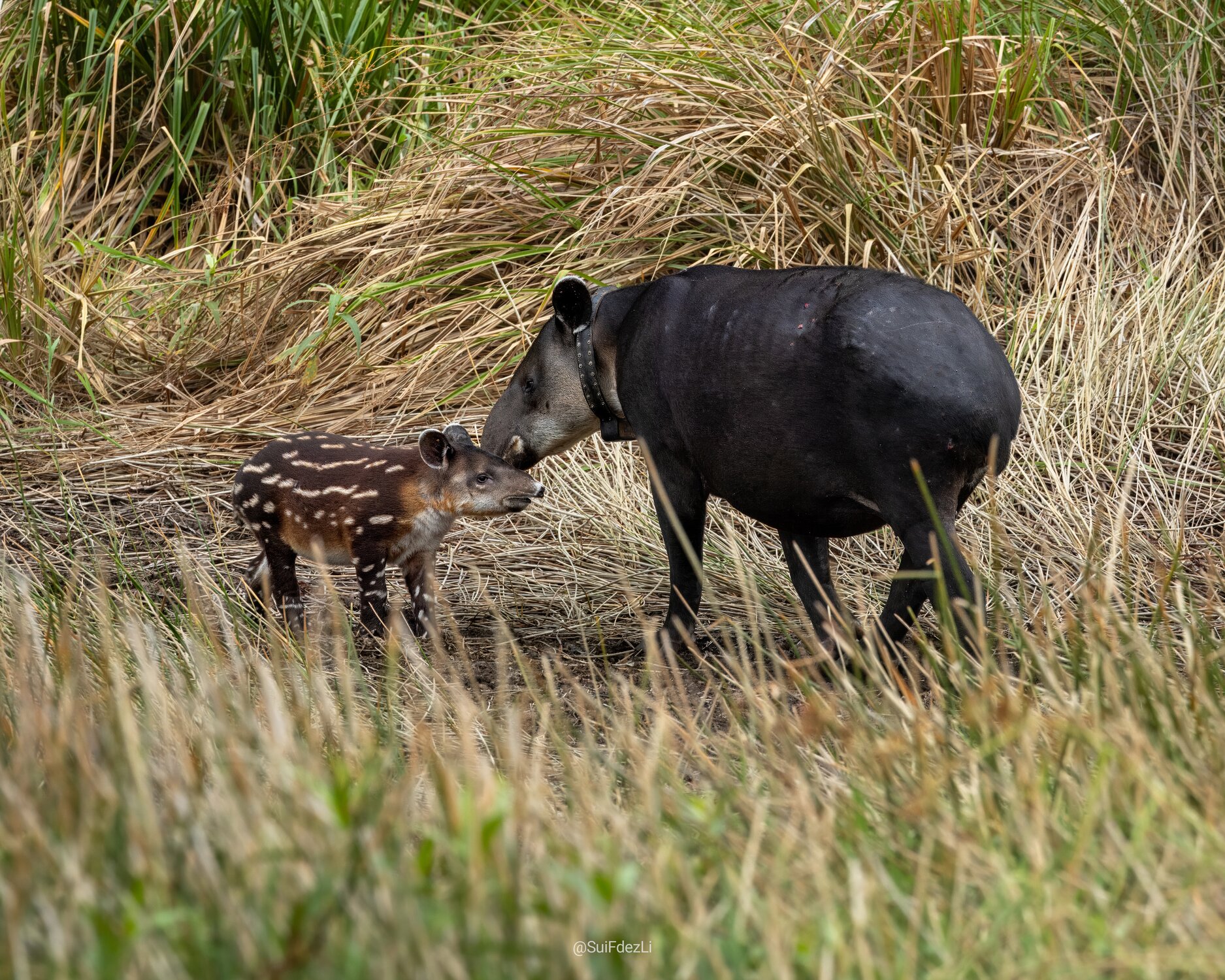 Tapir Valley Heritage Area