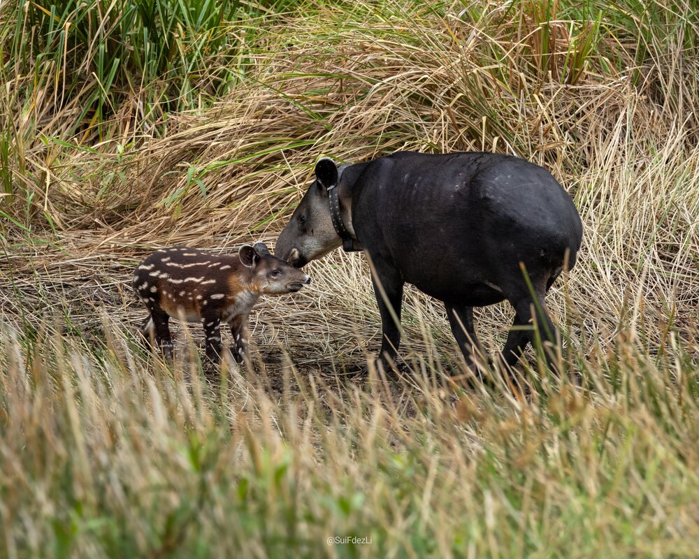 Tapir Valley Heritage Area