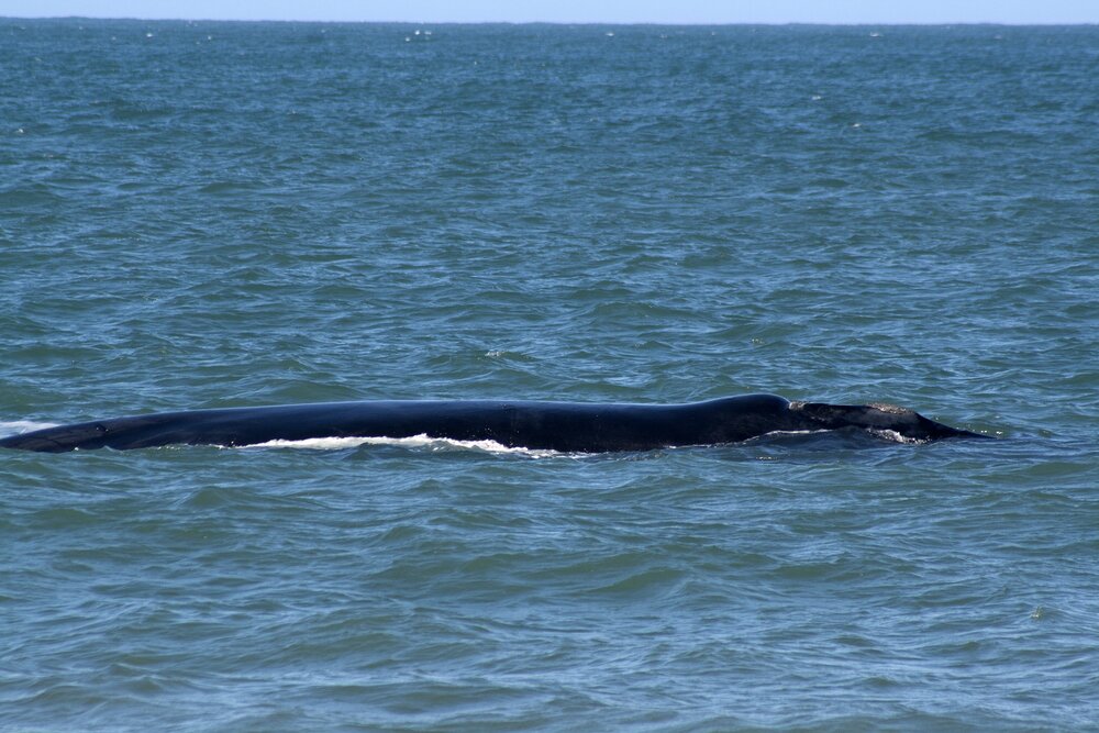 Santa Catarina Nursery Whale Heritage Area